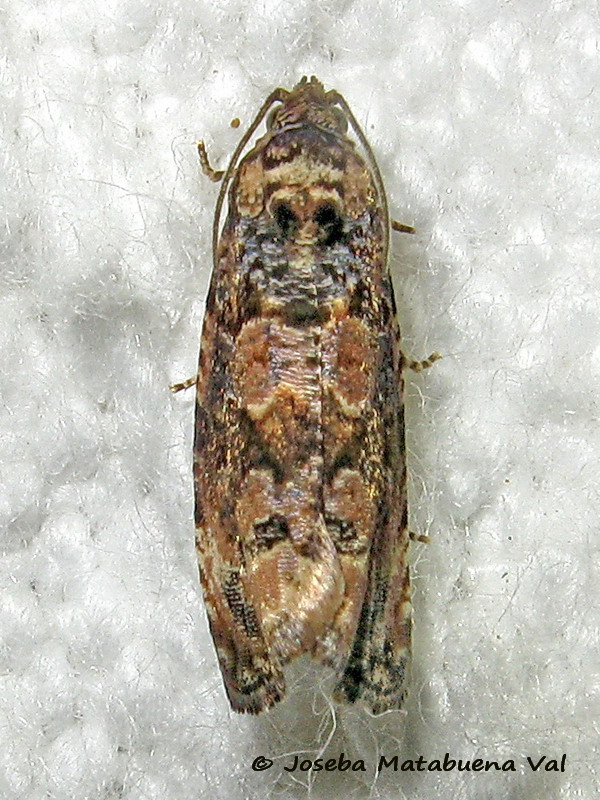 Tortricidae:  Endothenia sp.